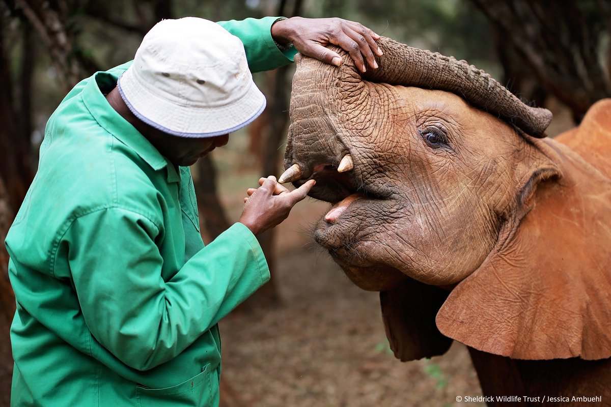 Just as a pacifier soothes a human baby, the Keepers’ fingers provide comfort to the youngest orphan elephants. At 2-yrs old, you’d think that Taabu might have grown out of finger-sucking, but it remains a favourite pastime for our affectionate boy: sheldrickwildlifetrust.org/orphans/taabu