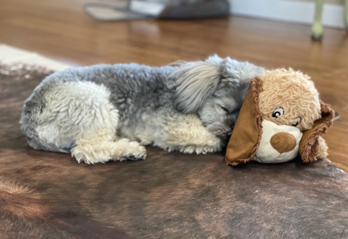 Today In the Huckleberry Report: Just grabbing a little R&amp;R. Teddy's got the watch.🐾 #huckleberryreport