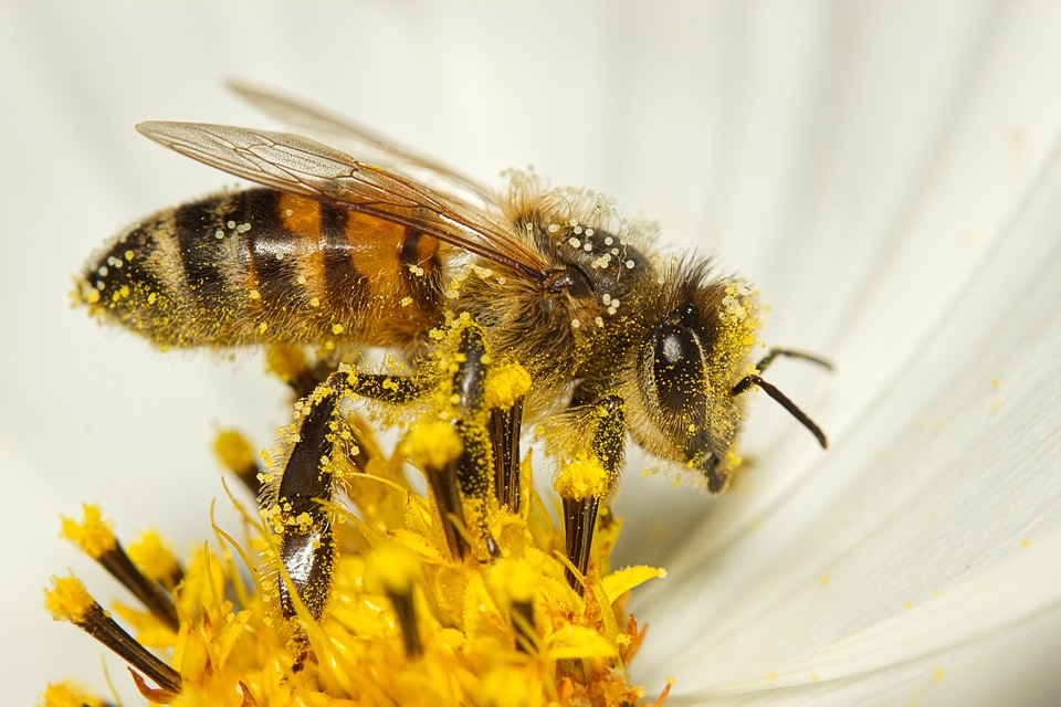 I justament és aquest nèctar el que fa servir per produir la mel quan arriba al rusc 🥴 Si en té menys... 🍯📉 A més, quan l'abella arriba al romaní en busca del nèctar, se li queda enganxat el pol·len a les potetes i facilita la pol·linització entre les plantes que visita 🌷🌹🌻