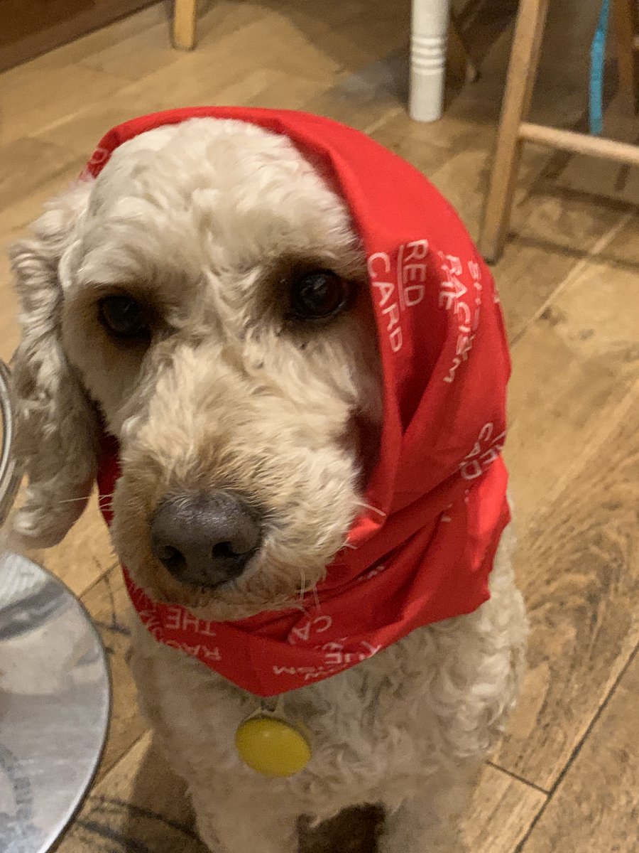 HEL71_'s tweet photo. Thanks to Kate from @theredcardwales and Stuart from NEU for talking to the primary PGCE students yesterday. Such a valuable session. We are wearing red today, and our pets are too. @PGCEswanseauni @SCO_wen @russellgrigg  #WRD22 #ShowRacismTheRedCard https://t.co/ESOAdAzOAq