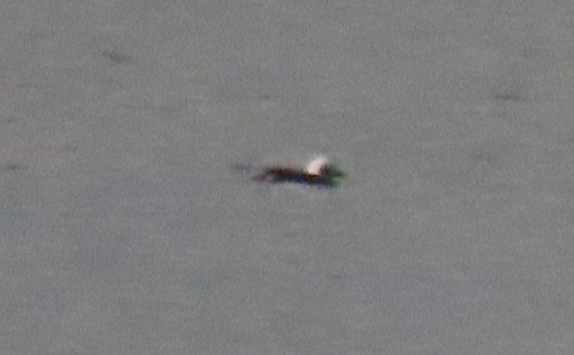 BaileyBirders's tweet photo. Quick trip to Grafham to catch-up with the long-tailed duck yesterday evening. Red-crested pochard and American wigeon still present. Nice to have the little stint and common scoter pointed out in the fading light. https://t.co/yVcVP1PZft