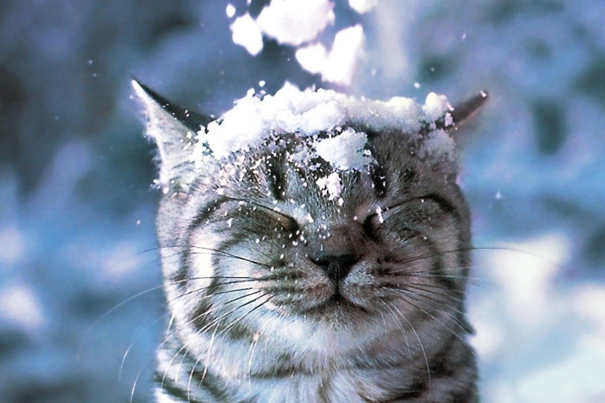 Кот в снегу