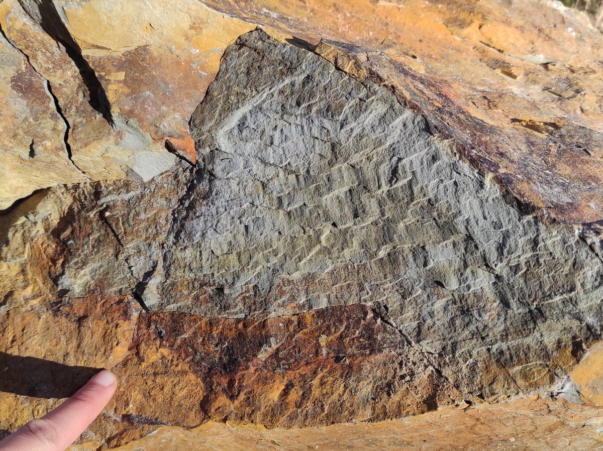 AlexTamas_AT's tweet photo. Happy #FieldworkFriday ! Salt was nice but look at theses amazing fault planes in sandstones! #EasternCarpathians #FaultFriday https://t.co/9ghc9fRKVS