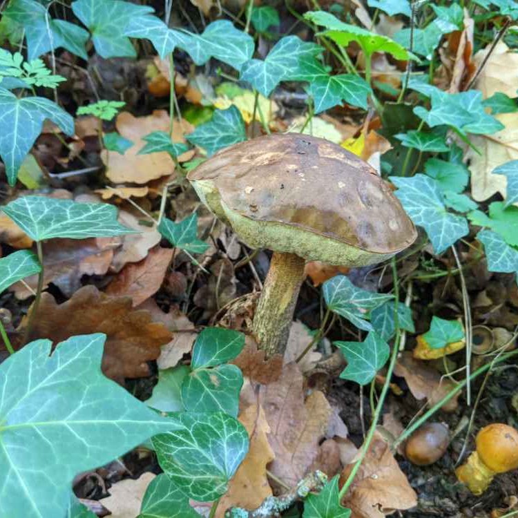 BIS #RecordOfTheWeek is this Brown Birch Bolete, Leccinum scabrum, seen near Clyro. Thanks to Stephen Mullard for the record with photo made using #LERCWalesApp. Share your wildlife sightings and contribute to science. @wwbic1 @SEWBReC @cofnod @rwtwales