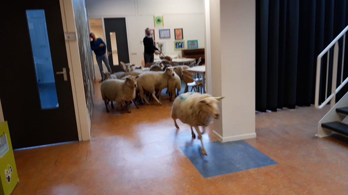 NolHeinen's tweet photo. Onderwijs is geen dag hetzelfde, vandaag hadden we een kudde ontsnapte schapen in de school 😂. #basisonderwijs #topberoep https://t.co/IIszui2ntS