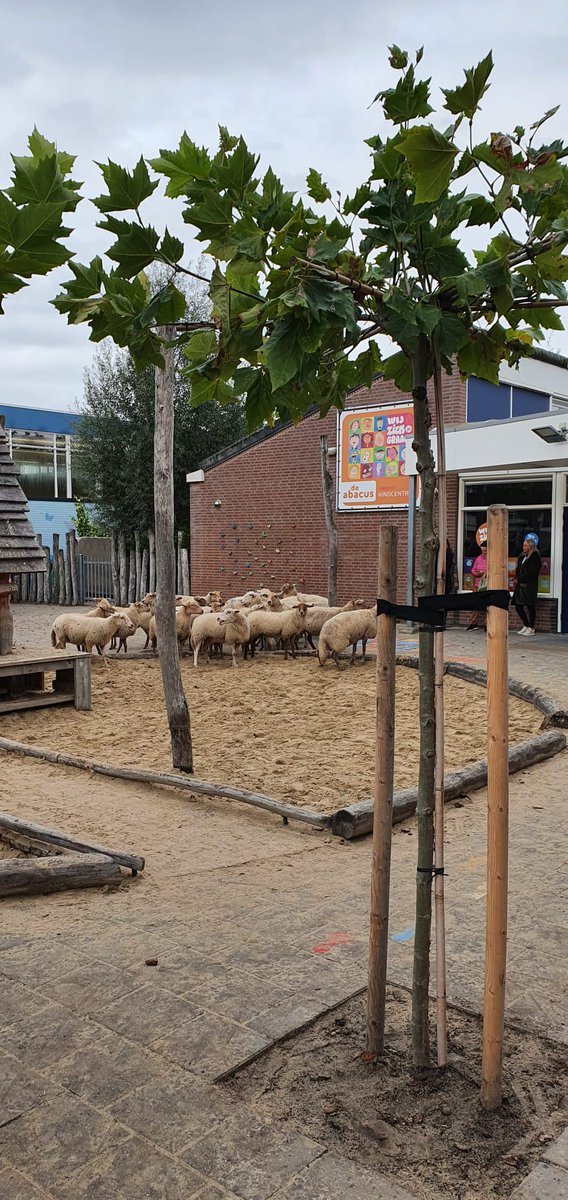 NolHeinen's tweet photo. Onderwijs is geen dag hetzelfde, vandaag hadden we een kudde ontsnapte schapen in de school 😂. #basisonderwijs #topberoep https://t.co/IIszui2ntS
