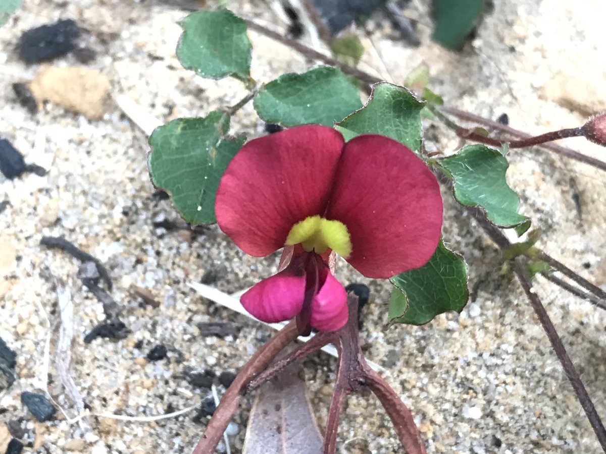 Fittzzyy's tweet photo. A couple of #Kennedia species flowering in the garden at the moment. Hope to add a few more in the near future. These two are K. carinata and K. lateritia #Fabaceae https://t.co/tNARqblda7