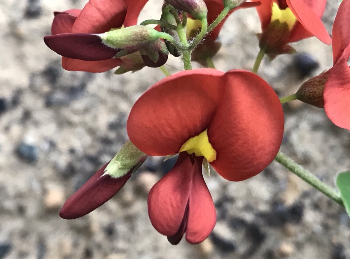 Fittzzyy's tweet photo. A couple of #Kennedia species flowering in the garden at the moment. Hope to add a few more in the near future. These two are K. carinata and K. lateritia #Fabaceae https://t.co/tNARqblda7