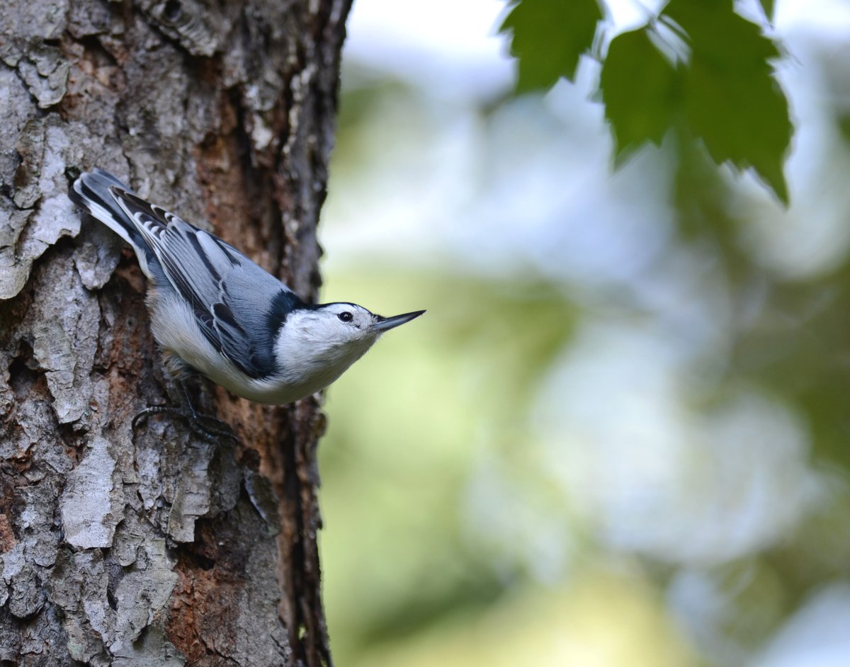 Mr. Photogenic McPatient - what a rare birb quality! #whitebreastednuthatch