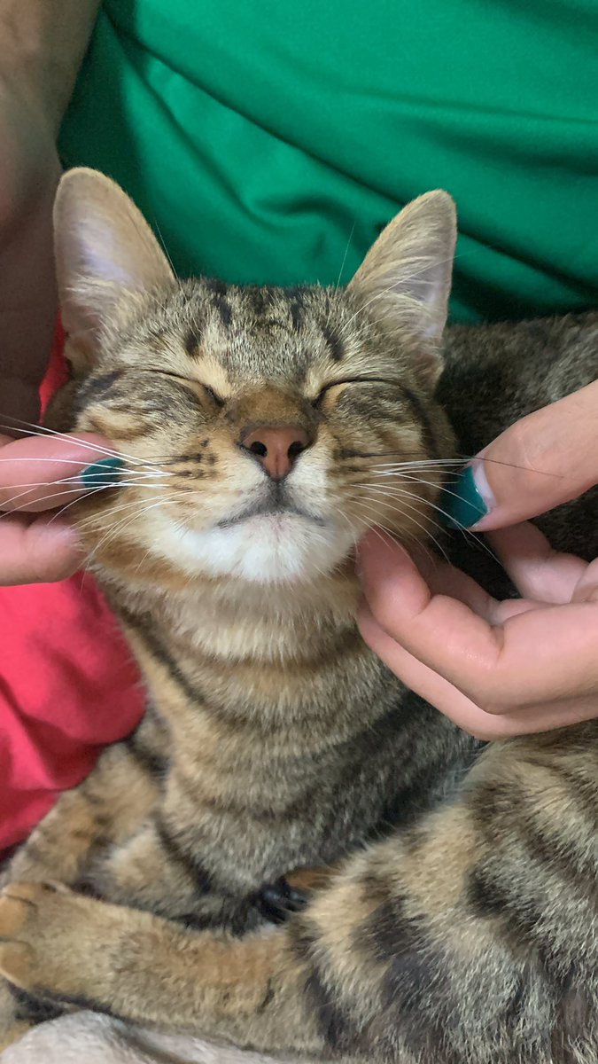 ______krtn's tweet photo. 実家でてカワイイカワイイにゃんころ達に会えないのが寂しすぎるーーー。次会えるの年末よ、その頃には忘れられてそう😇💦 https://t.co/nDuhrxq4sQ