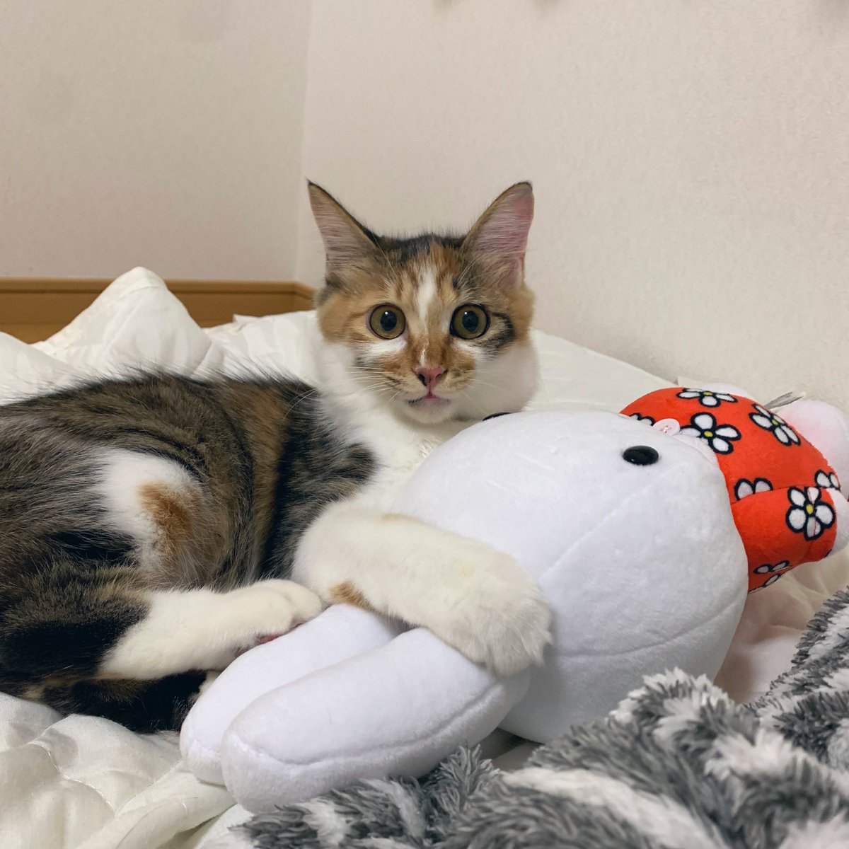 ______krtn's tweet photo. 実家でてカワイイカワイイにゃんころ達に会えないのが寂しすぎるーーー。次会えるの年末よ、その頃には忘れられてそう😇💦 https://t.co/nDuhrxq4sQ