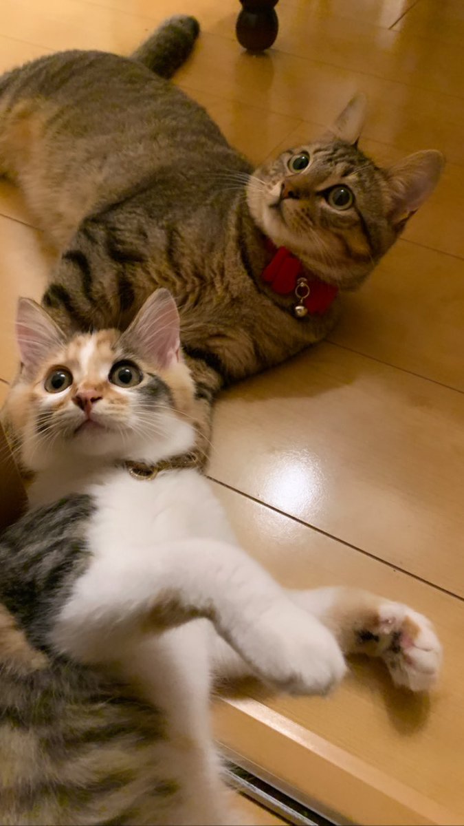 実家でてカワイイカワイイにゃんころ達に会えないのが寂しすぎるーーー。次会えるの年末よ、その頃には忘れられてそう😇💦
