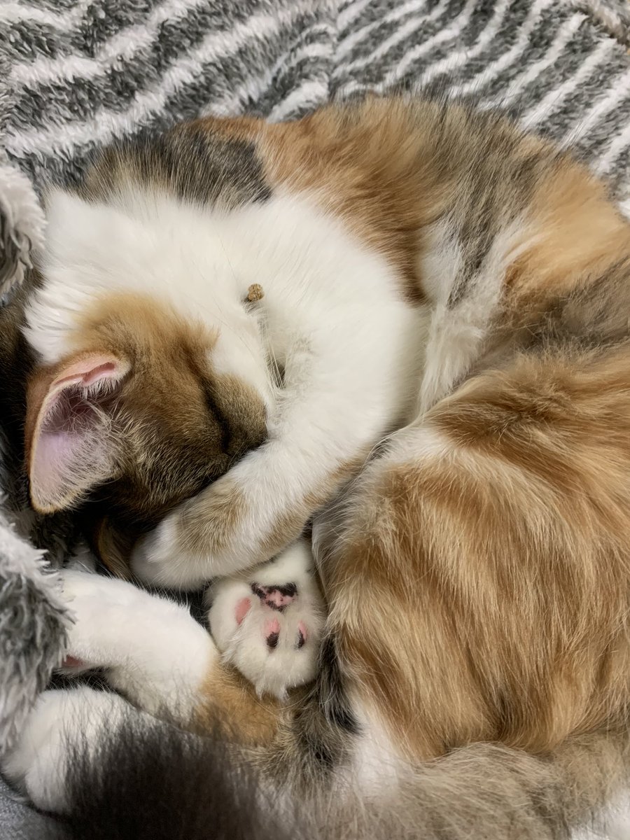 ______krtn's tweet photo. 実家でてカワイイカワイイにゃんころ達に会えないのが寂しすぎるーーー。次会えるの年末よ、その頃には忘れられてそう😇💦 https://t.co/nDuhrxq4sQ