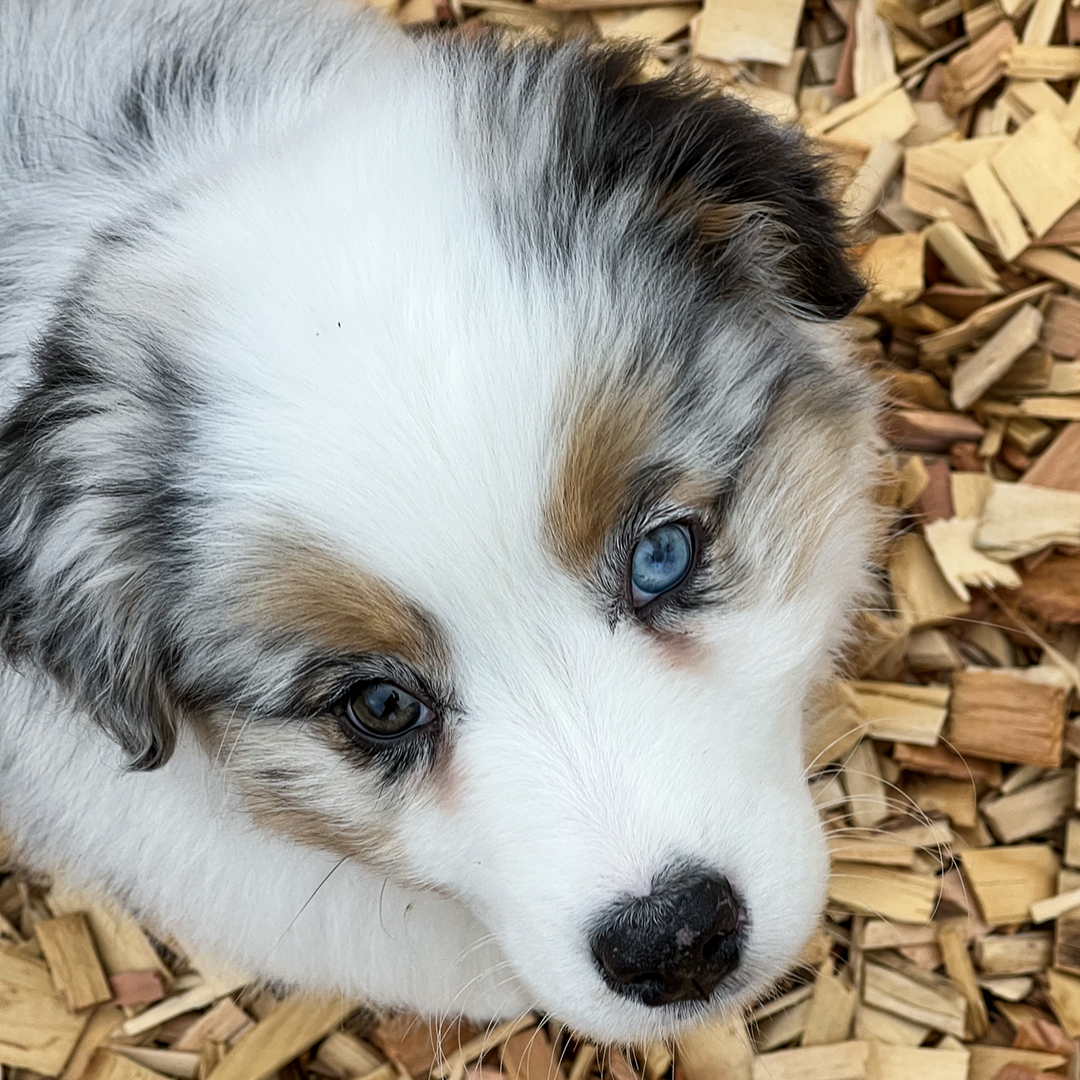 Happy Friday!
.
.
.
.
.
.
. #aussiepuppy #aussiepup #miniaussiepuppy #aussielovers #aussieaddicted #aussiemx #aussie_world #instaaussie #paulamcdermid #unforgettableaussies #australianshepherd #myaussietribe #australianshepherdworld #aussiesofinstagram #herdingdogs #australianshe