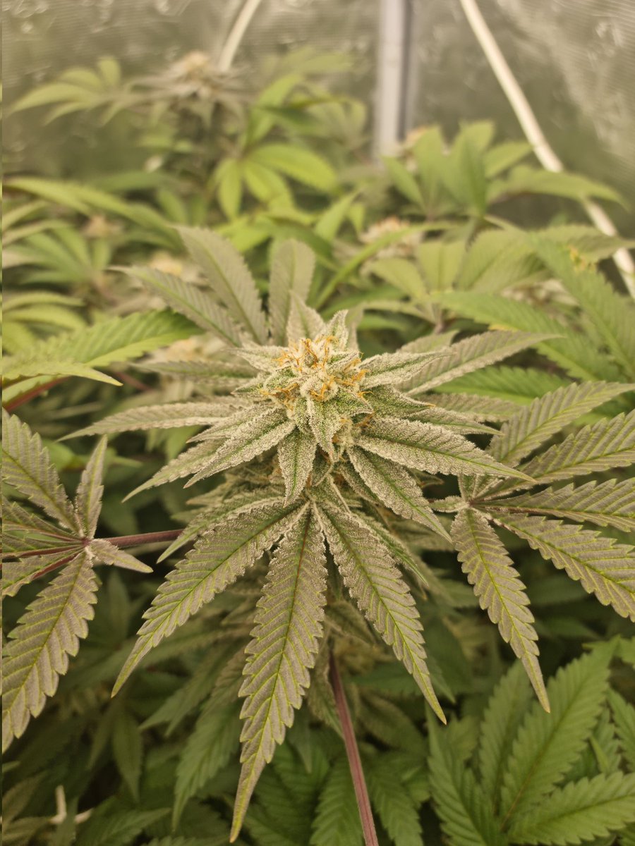 Our Grape Diamonds from Ethos are looking gravy! Check out my weekly updates on social media.

#Mmemberville #thegrobro #growshop #weed #weedpics