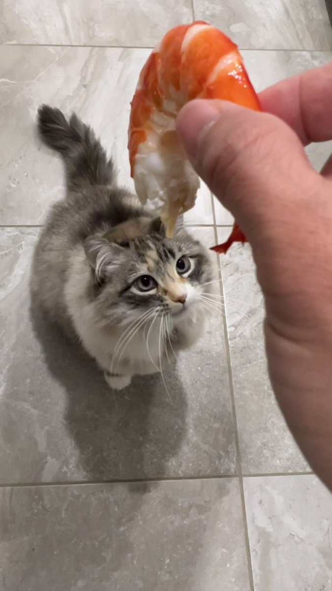 ycjhung's tweet photo. This is how catfishing is done 🐱🦐
.
.
#hungrycat #alwayshungry #whocanresistseafood https://t.co/TXCFus2uoC