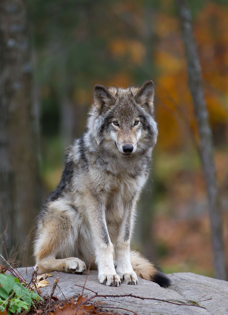 HourlyWolves presents: