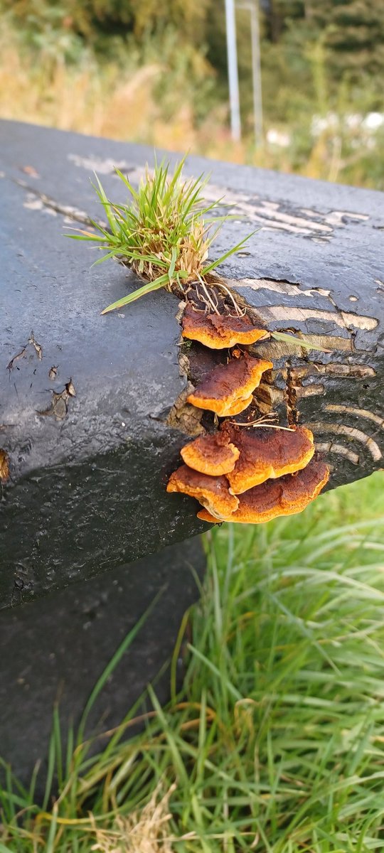 debbieatk's tweet photo. Not sure what it is! @autumnwatch https://t.co/GPVd9CfVGC