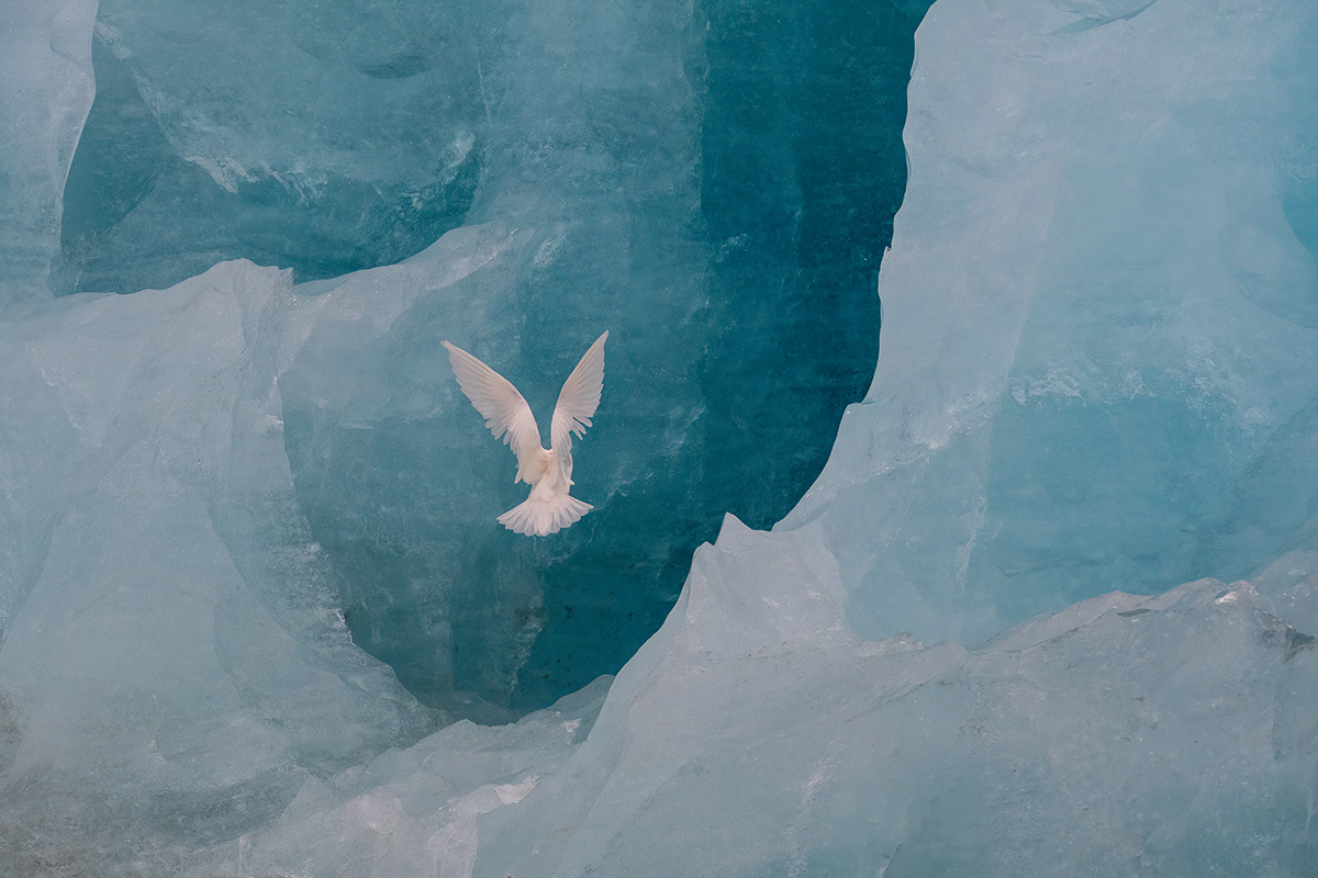 AP_Magazine's tweet photo. The results of #APOY2022 Round Eight, Wildlife, are in! Congratulations to Gill Evans who has come in first place with this breathtaking image of an ivory gull in Svalbard! See the top ten here: https://t.co/ejrLDrgFTV
@mpbcom https://t.co/rynpQ579n0