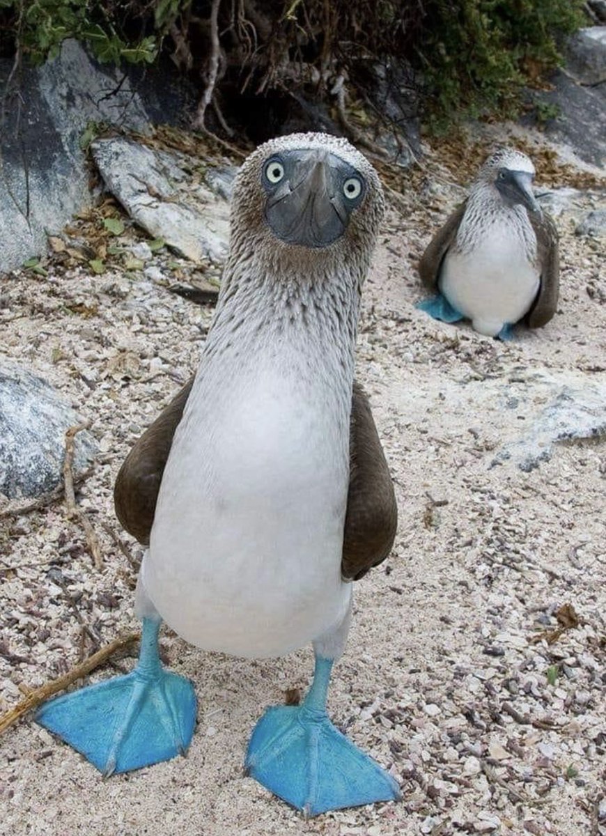 louisatreger's tweet image. Everything is rubbish, so here is a blue footed booby, courtesy of David Attenborough. You’re welcome.