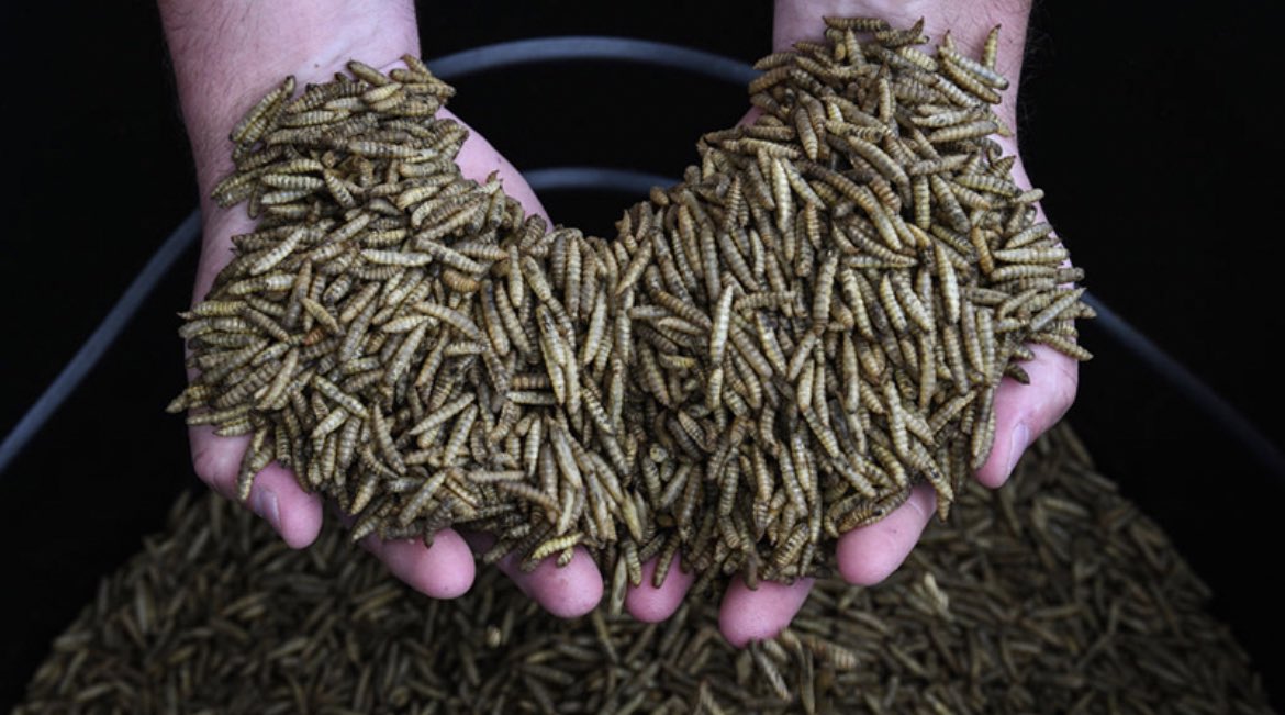 The Poll Lady tweet media