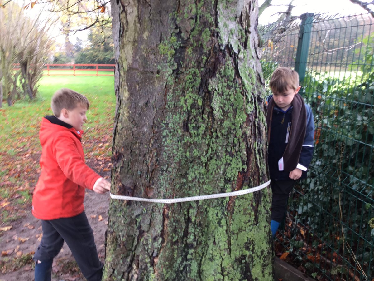 skidbyschool's tweet photo. Class 3 wanted to know the age of some of the trees here at @skidbyschool and so theyโve found instructions and have come outside with tape measures to calculate the tree's ages! ๐ณ๐ชต#MathsInvestigation #OutdoorLearning https://t.co/WvmTUg0qSi