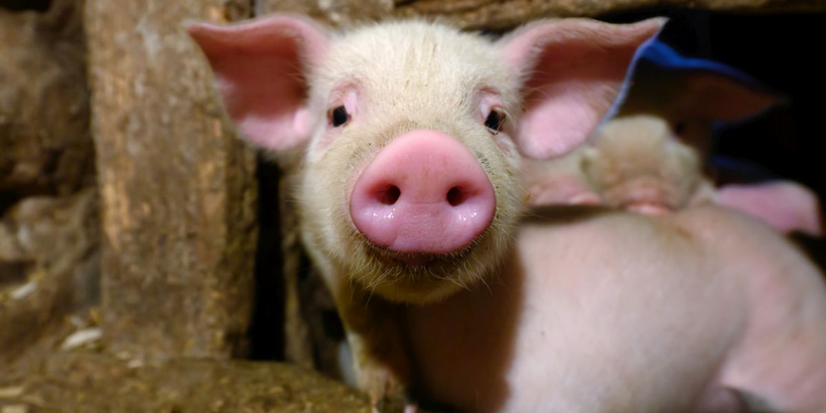 ParticipatiesNL's tweet photo. Participeren in de lokale boerderij: dit moet u weten - https://t.co/3XXLdtXVHL https://t.co/7P5Ao9Fpvi
