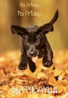 Ginger68237919's tweet image. 🤗  Yippee…. It’s Friday! Have a good one…..