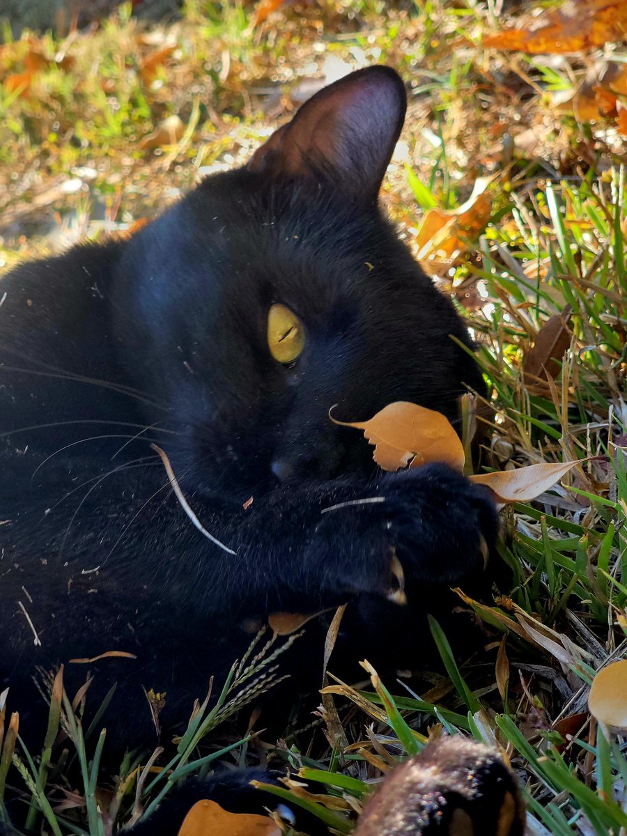 I got my name Anakin because i reminded my human of the cat they had growing up who passed a few years ago. His name was Obi Wan so it was only fitting I was named Anakin. 🖤 
#CatsOfTwitter #catlovers #cattwitter #starwars #cats