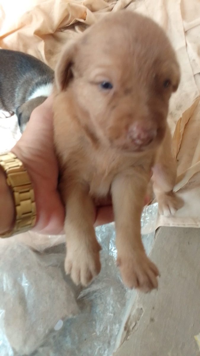 tttmzs's tweet photo. Galerinha, uma cachorra pariu aqui na indústria onde eu trabalho, mas é mt perigoso por causa dos caminhões. Então, estamos tentando achar um lar para esses babysss. Quem tiver interesse em adotar, só falar na dm. ✨✨✨✨🫶🏻🫶🏻 https://t.co/1mYHg5ziWi