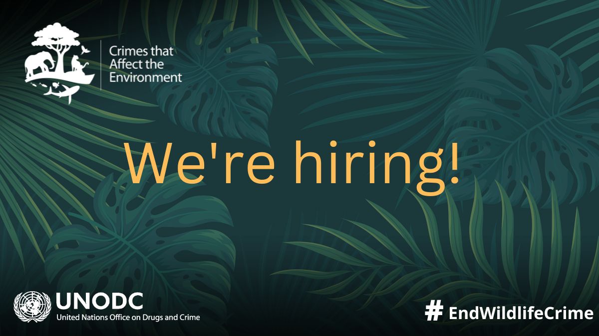 📢Exciting new opportunity! 
We're looking for someone with crime related research experience to join our team working on the World Wildlife Crime Report. 
📅Deadline: 17 November 
👉Apply now: bit.ly/3sg5Y3g
#EndWildlifeCrime