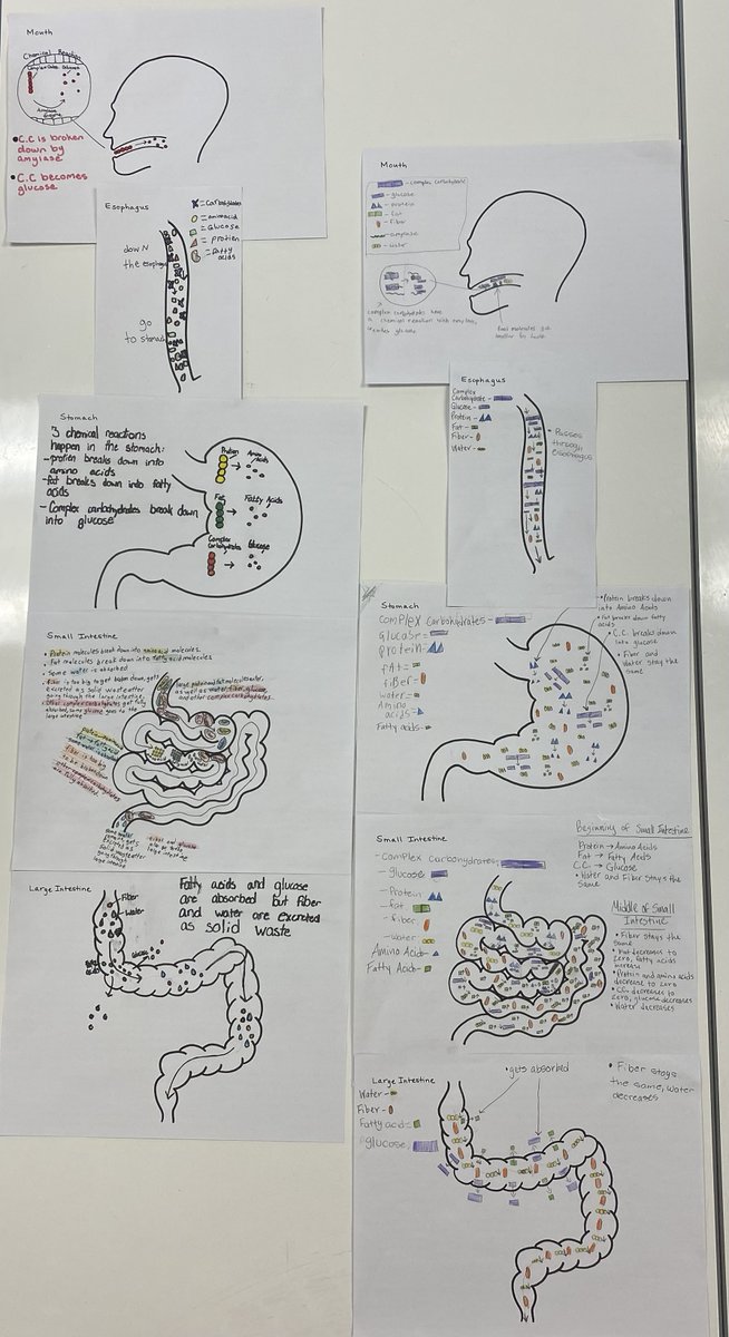 8th grade science students created models of what happens to food molecules as they move through the digestive system