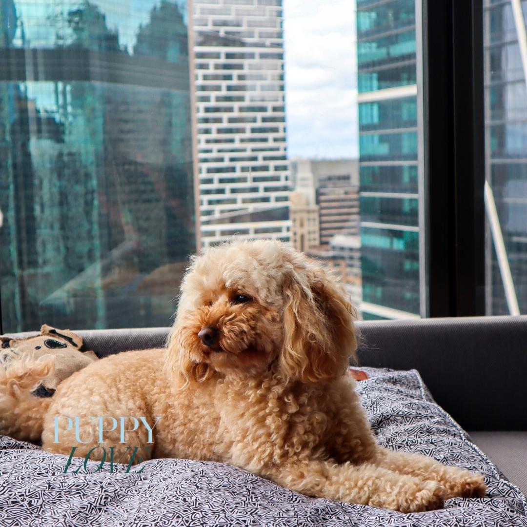 Frolic to their heart's content with all the amenities provided.
Visit *Link in bio*

#FSPuppyLove #FSPawfection #FSSydney