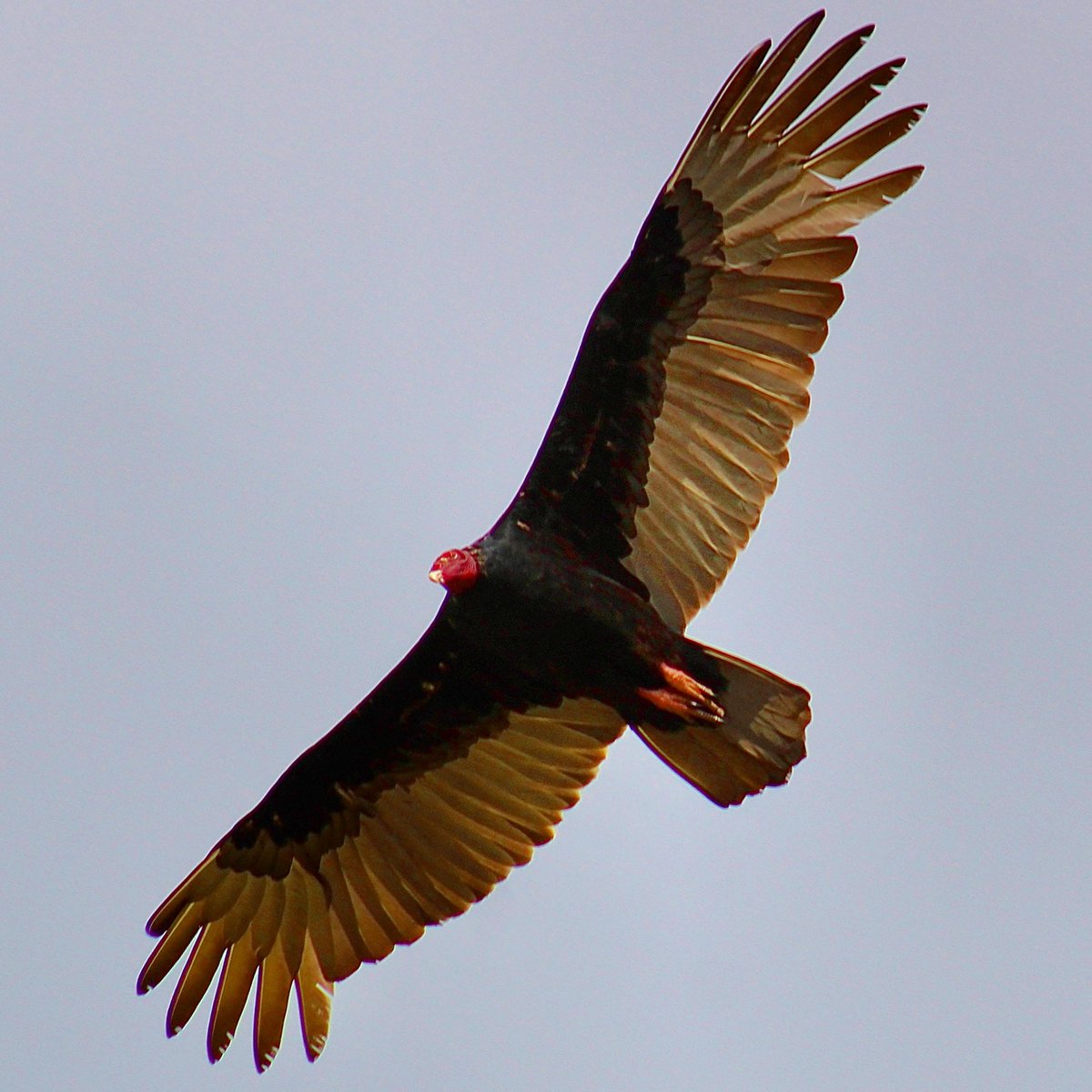 Marisol20172017's tweet photo. @SiKImagery #FridayFreeForAll #birdwatching https://t.co/A4JhLFsmHG