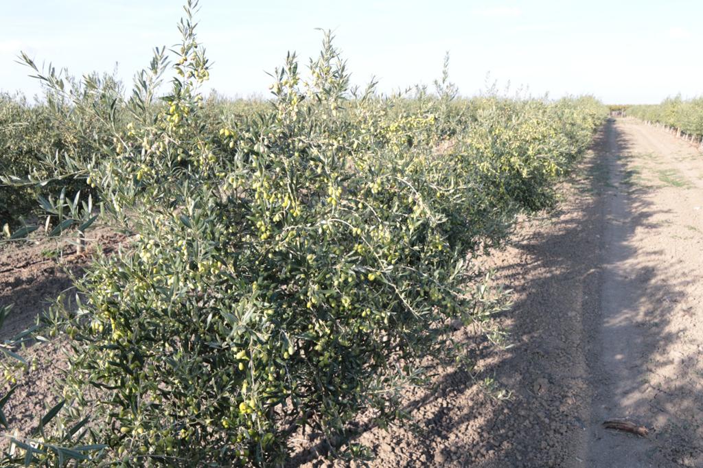 Agromillora tweet media