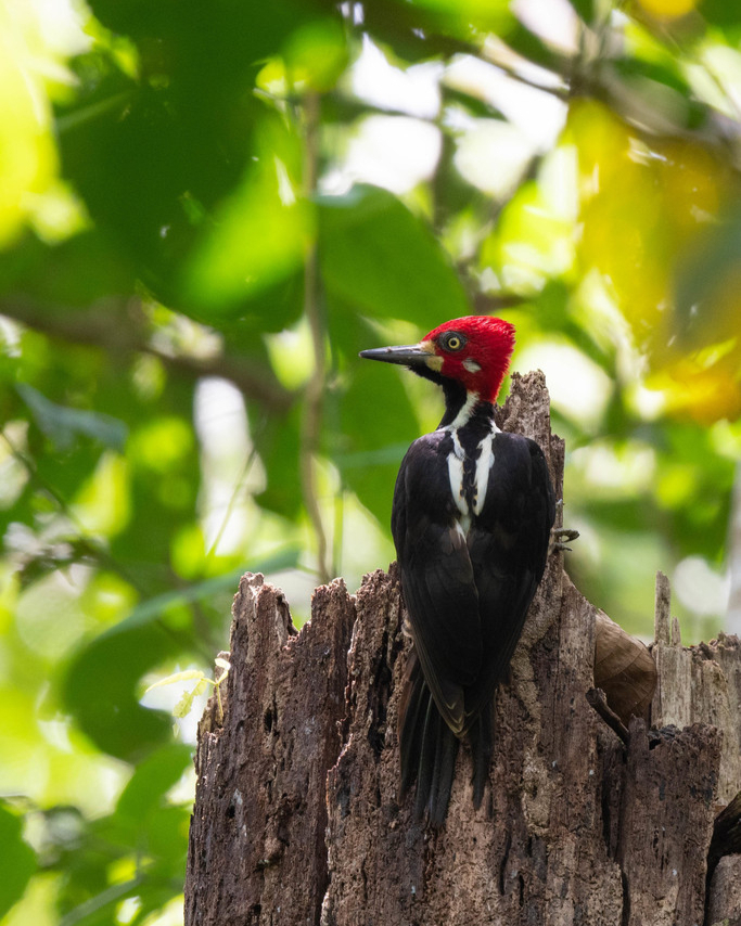 CocoboloNature's tweet photo. Woodpeckers are frequent visitors around camp but despite their noisy drumming and harsh calls they are not always easy to spot. This beauty, a crimson-crested woodpecker was photographed by CREA team member Kurt Niznik. 
#wildlife #wildlifephotography  #rainforest #conservation https://t.co/wdIYgOymDM
