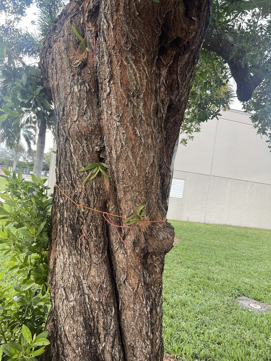 ehsgatorgrow's tweet photo. Orchids planted on trees around campus @millionorchid @ehsgatorgrow https://t.co/KriqPAs0Mf