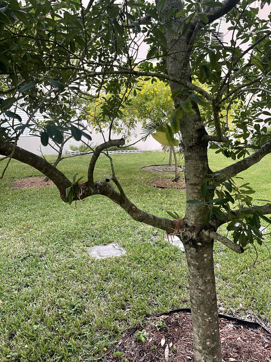 ehsgatorgrow's tweet photo. Orchids planted on trees around campus @millionorchid @ehsgatorgrow https://t.co/KriqPAs0Mf