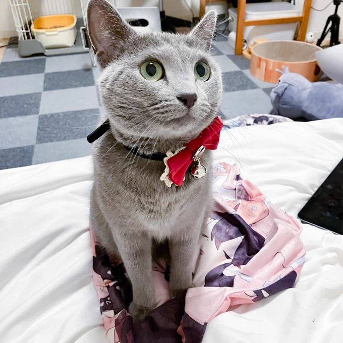 猫もとばりちゃんが好き 