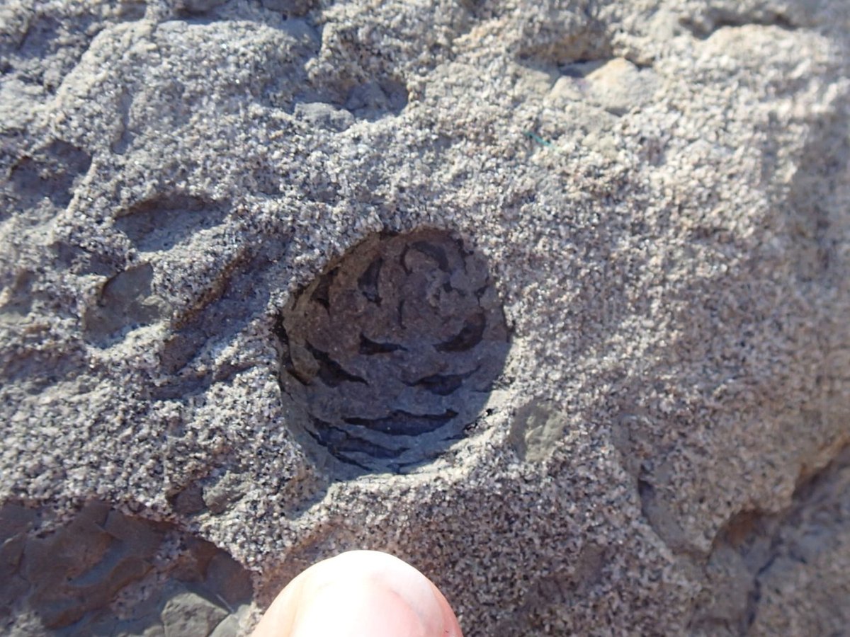 Emily Bamforth (@el_bamforth) on Twitter photo #FossilFriday! Found this perfect #Cretaceous #metasequoia #pinecone preserved in 3D at a #fossil site in the <a href="/MDofGreenview/">M.D. of Greenview</a> last month. So cute! <a href="/CurrieMuseum/">Philip J. Currie Dinosaur Museum</a> @AlbertaPeaceRegion #paleobotany #FossilFriday! Found this perfect #Cretaceous #metasequoia #pinecone preserved in 3D at a #fossil site in the <a href="/MDofGreenview/">M.D. of Greenview</a> last month. So cute! <a href="/CurrieMuseum/">Philip J. Currie Dinosaur Museum</a> @AlbertaPeaceRegion #paleobotany