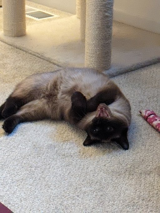 WaddillSarah's tweet photo. @Cat_Cosplay Auri celebrates #CurledFeetsiesFriday with a yawn. https://t.co/C7GY9UBhEp
