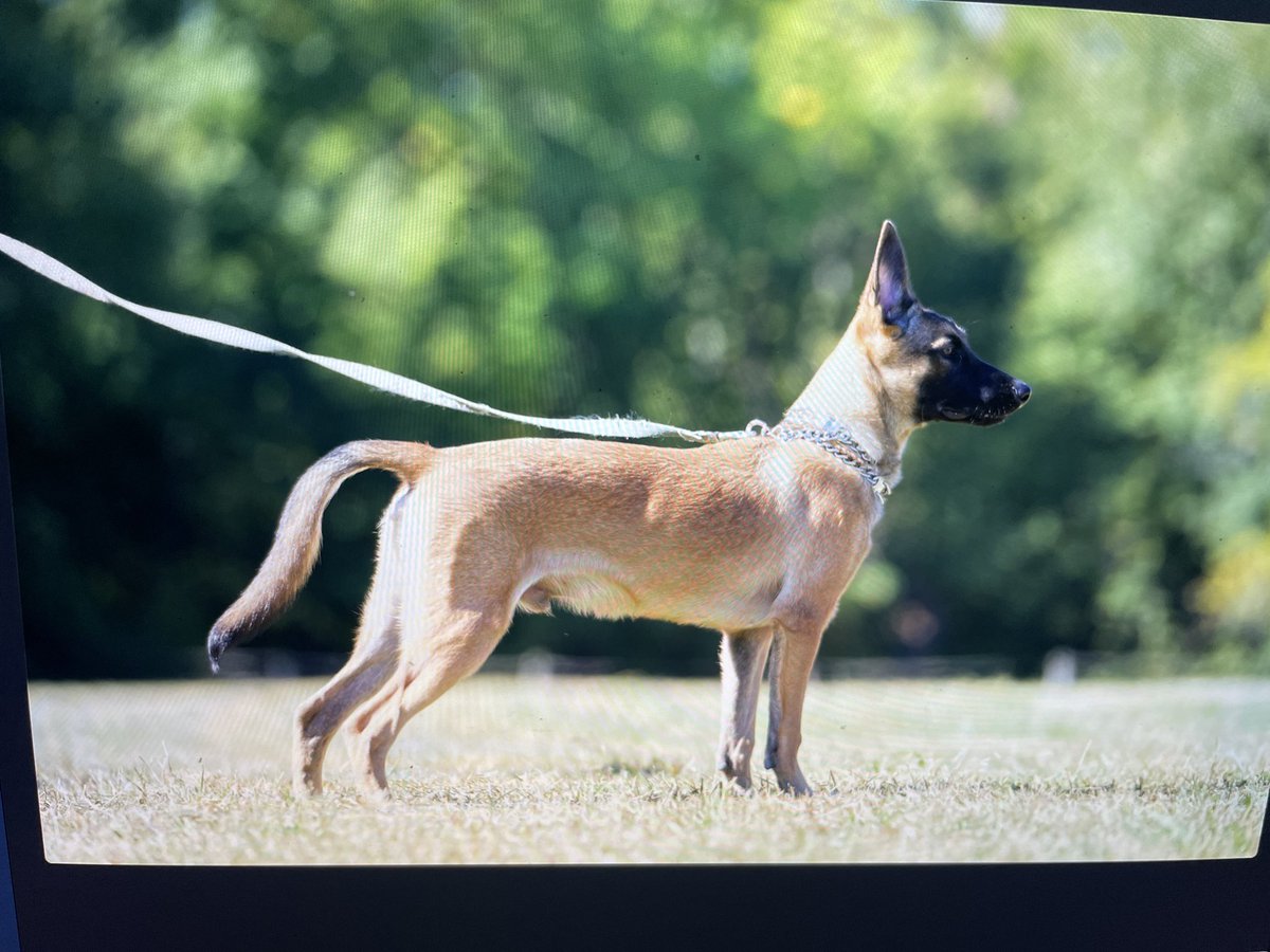 Patrolling #belgianmalinois