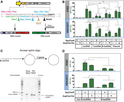 The CRISPR Journal (@crisprjournal) on Twitter photo "Efficient Homology-Directed Repair with Circular Single-Stranded DNA Donors"
Iyer S et al.... <a href="/ESontheimerLab/">ErikSontheimerLab</a> Scot Wolfe
liebertpub.com/doi/10.1089/cr… "Efficient Homology-Directed Repair with Circular Single-Stranded DNA Donors"
Iyer S et al.... <a href="/ESontheimerLab/">ErikSontheimerLab</a> Scot Wolfe
liebertpub.com/doi/10.1089/cr…
