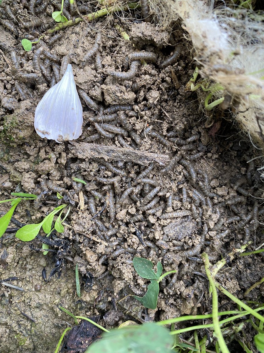 Ziegenmama's tweet photo. Kann mir jemand sagen, was das für Würmer sind. Ich habe den Brokkoli 🥦 raus und darunter hat es nur so gewimmelt. Unter dem Wollmulch gefällt es denen wohl richtig gut. Wahrscheinlich wollen die auf meinem Gemüseacker überwintern und sich im Frühjahr über mein Gemüse hermachen https://t.co/AfaojPd36P
