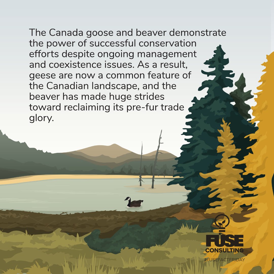 FuseKnowledge's tweet photo. #FuseFactFriday • What do the Canada goose and the beaver have in common (besides being Canadian icons)? Answer: Both survived possible extinction from overharvesting by European settlers. Read more about what saved them from a potential tragic end!👇  #fuseconsulting  #scicomm https://t.co/MK5agMx8Dg