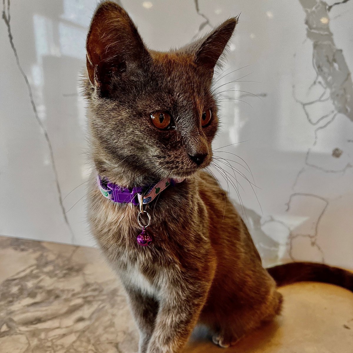 graniterra's tweet photo. Meet the newest addition to the Graniterra team! 
The office is now being overseen by our new kitten, Calacatta, Callie for short. Callie showed up on our door step last week and decided that we were her new home. 
#stl #localbusiness #cat #officecat #adopt #kitten  #newhome https://t.co/YDMe90TF3j