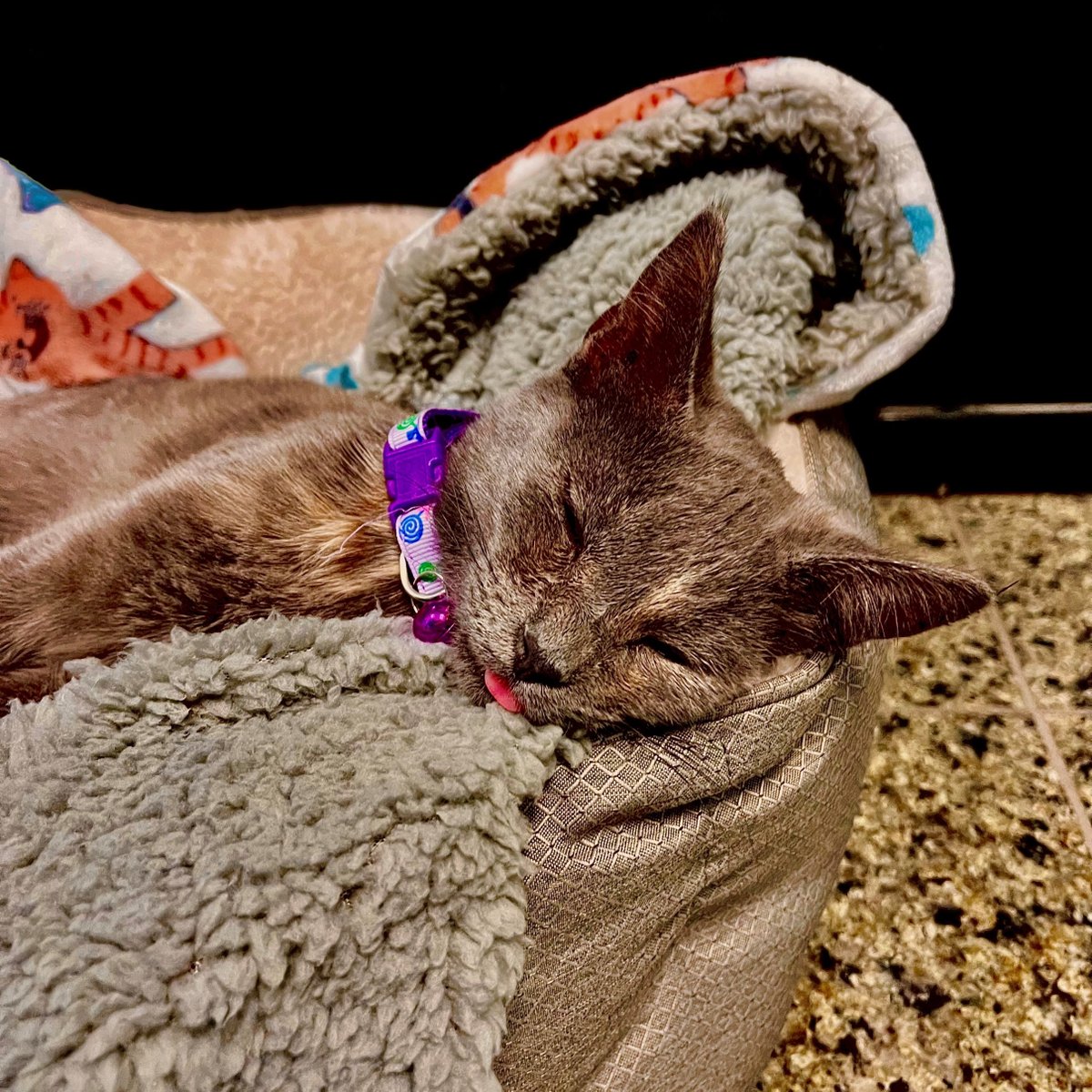 graniterra's tweet photo. Meet the newest addition to the Graniterra team! 
The office is now being overseen by our new kitten, Calacatta, Callie for short. Callie showed up on our door step last week and decided that we were her new home. 
#stl #localbusiness #cat #officecat #adopt #kitten  #newhome https://t.co/YDMe90TF3j