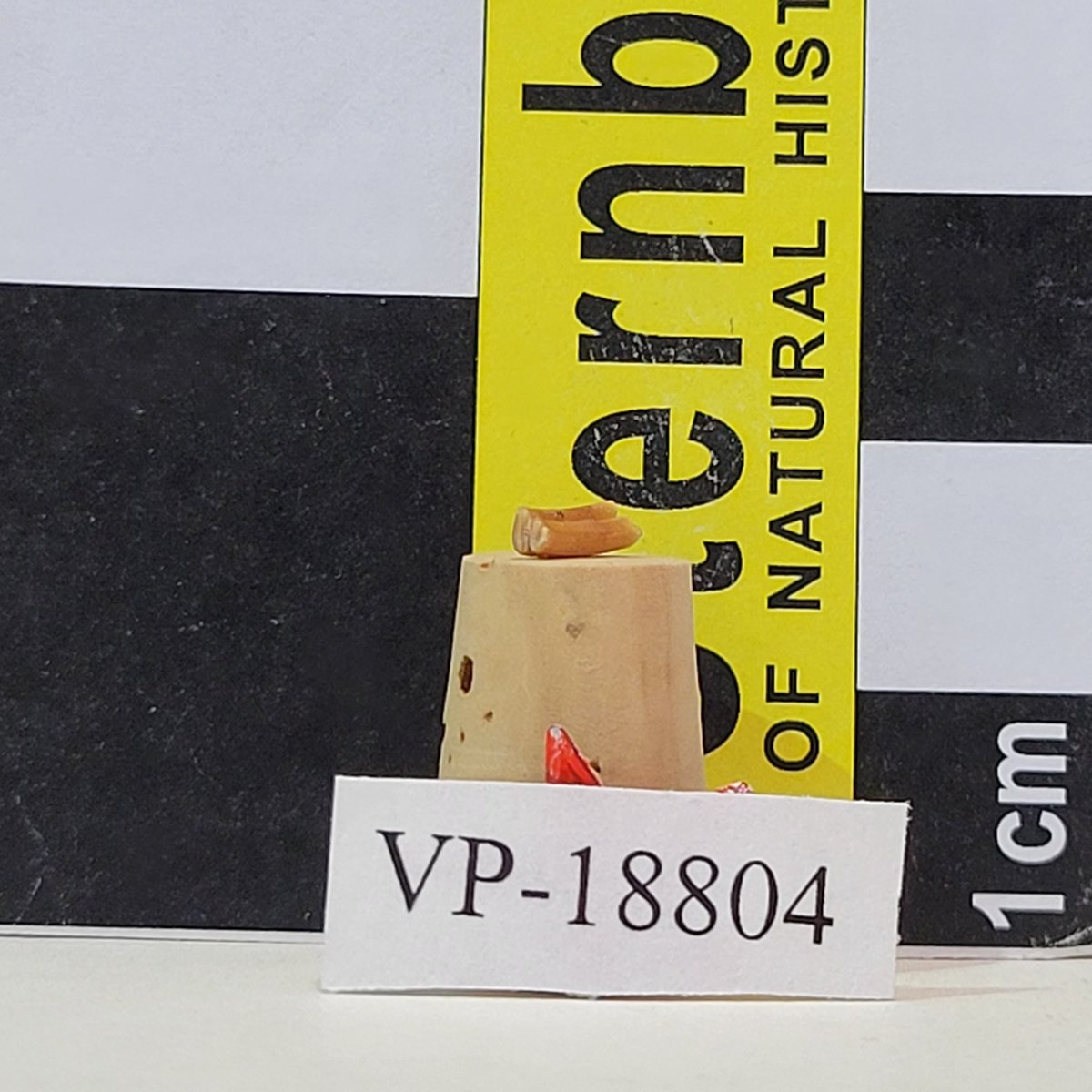 In honor of the finale of #HouseOfTheDragon, we would like to showcase a unique holotype found in our collection. Meet Geomys tyrioni [FHSM VP-18804]! #FossilFriday