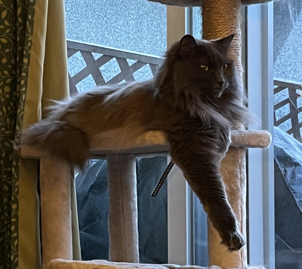 Jinx! serving up some #Trogdor realness 
#iykyk #OneBigBeefyArm