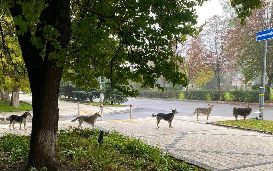 Homeless dogs stood in an orderly line to get food in Kramatorsk. 

"I have never seen anything like it. We installed a pet feeding station in Kramatorsk (with your help). This morning Ukrainian dogs lined up to eat", - <a href="/natemook/">Nate Mook</a> from <a href="/WCKitchen/">World Central Kitchen</a>